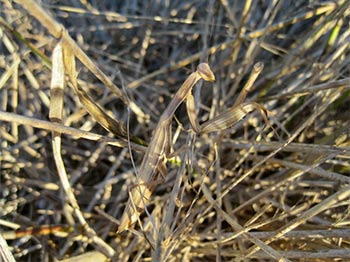 Santateresas o Campamochas (Mantis religiosa)